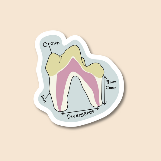 💀 Dog Tooth Diagram
