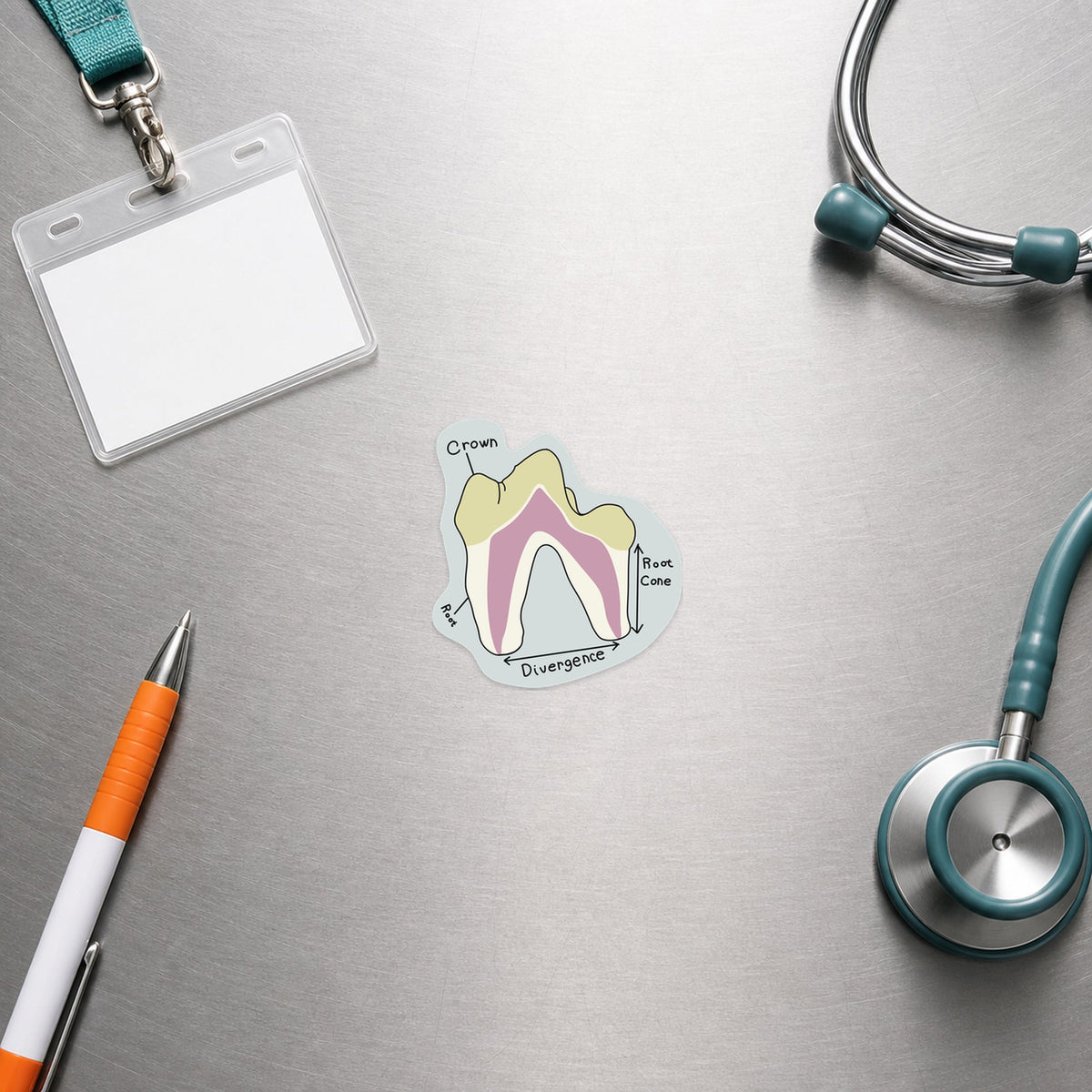 💀 Dog Tooth Diagram shown in a veterinary clinic flat lay
